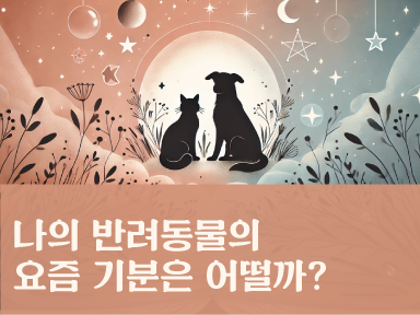 타로냥 하이랜 요즘 나의 반려동물의 기분은 어떨까?🐈🐕