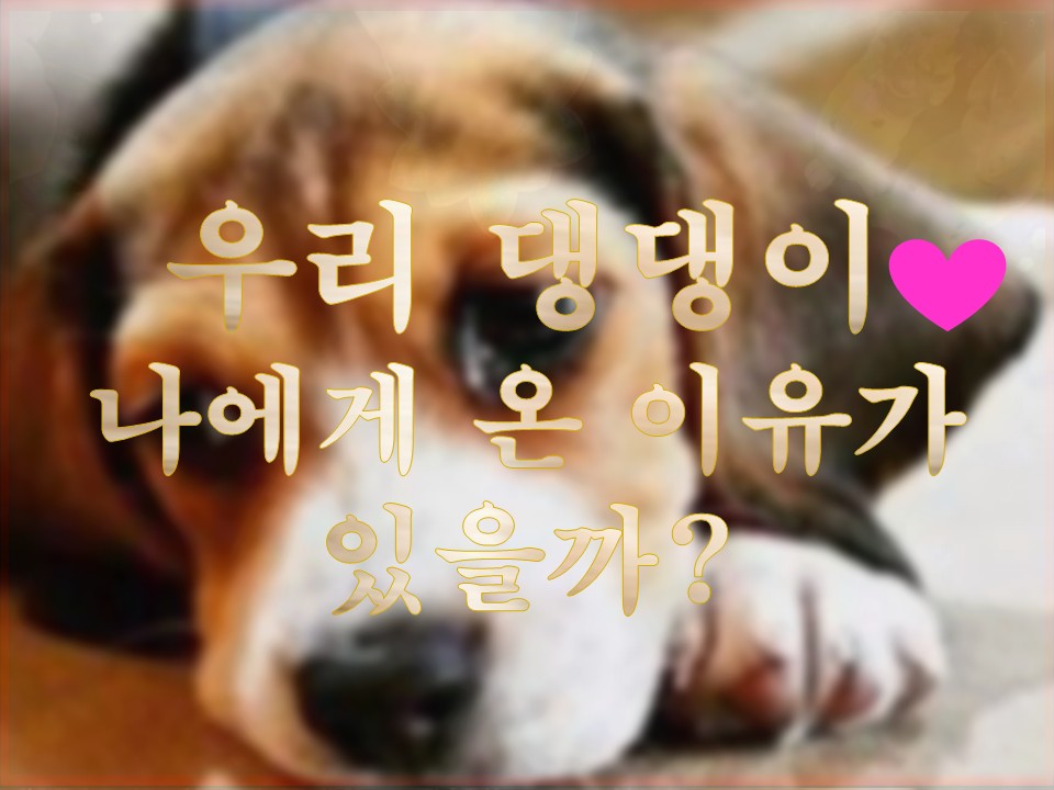 샐리타로 🐶🐕펫타로: 우리 댕댕이 너가 나에게 온 이유가 있을까?