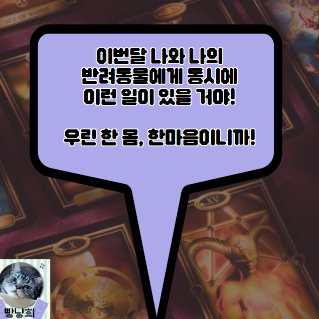 빵냥희 이번달 나와 반려동물에게 일어날 일