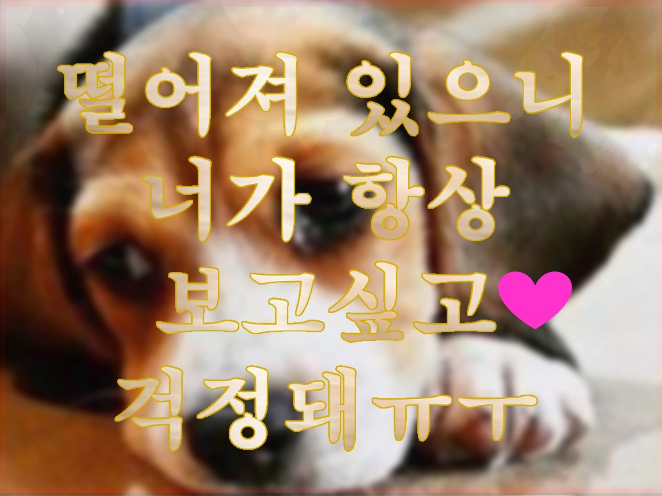 샐리타로 🐶🐕펫타로: 떨어져 있으니 너가 항상 보고싶고 걱정돼